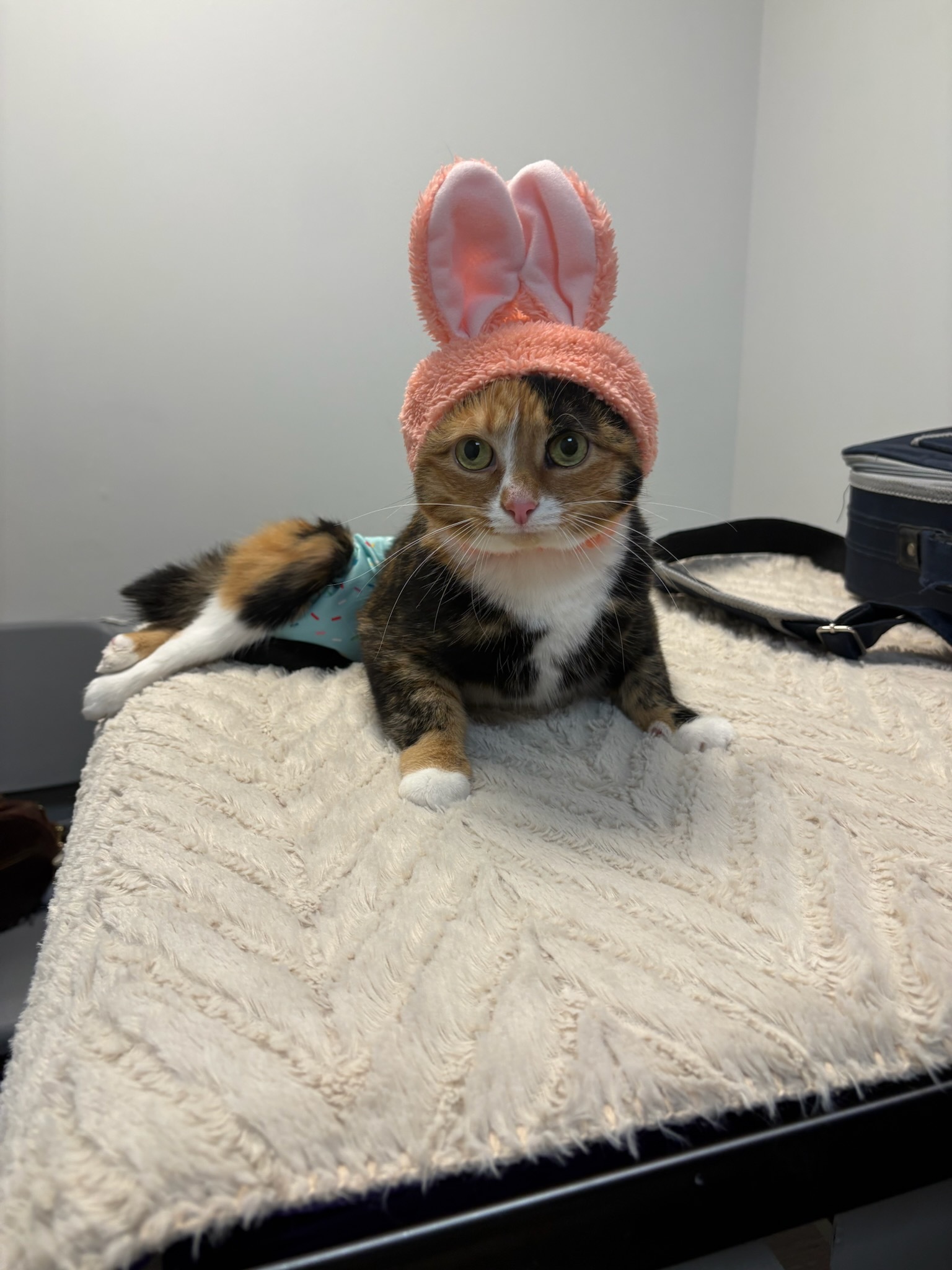 Calico cat relaxed during a Fear Free vet visit at Pet's Favorite Vet