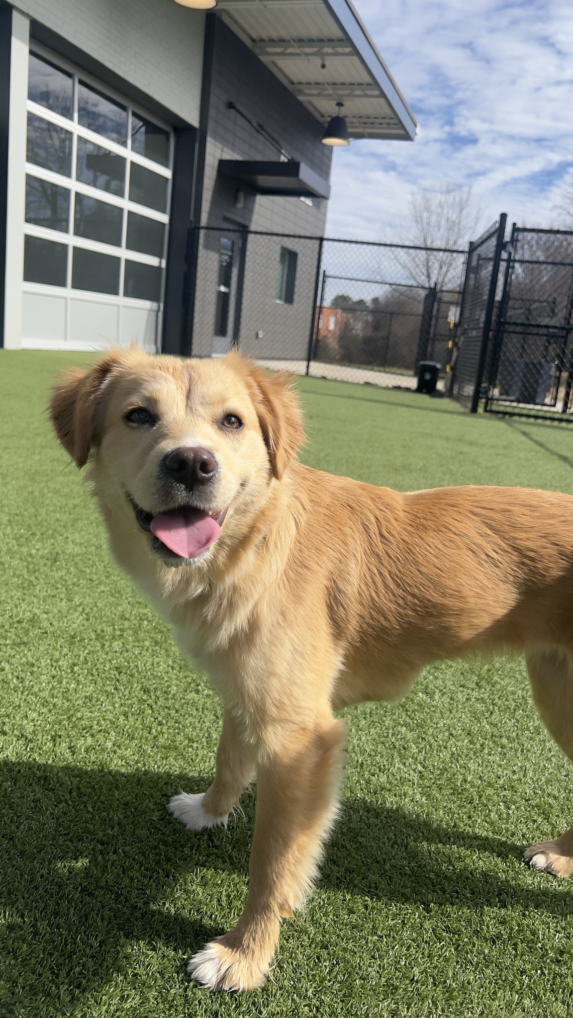 Puppy enjoying the outdoor play area at Pet's Favorite Play Place