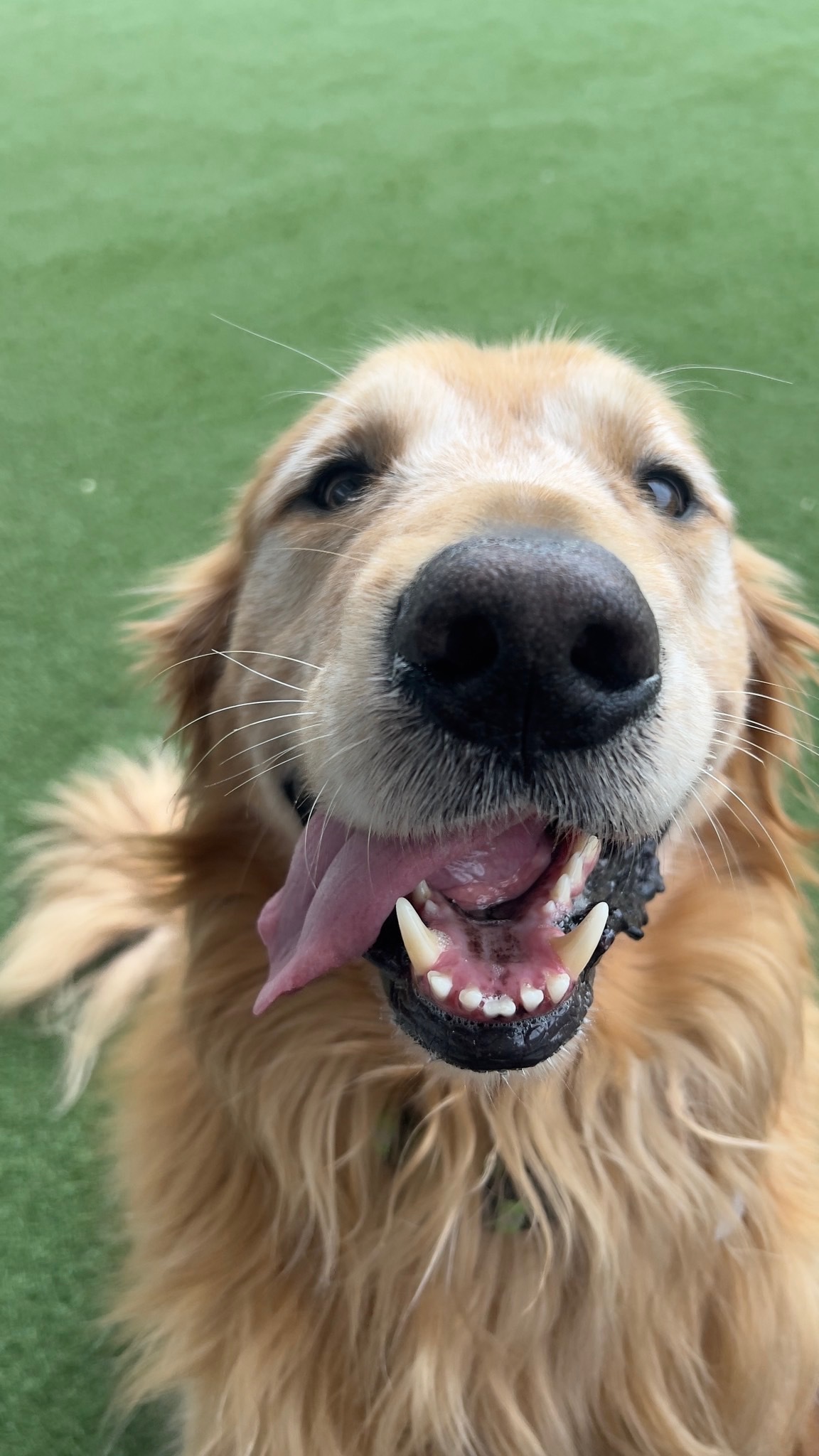 Happy golden retriever at Pet's Favorite Vet daycare in Spartanburg