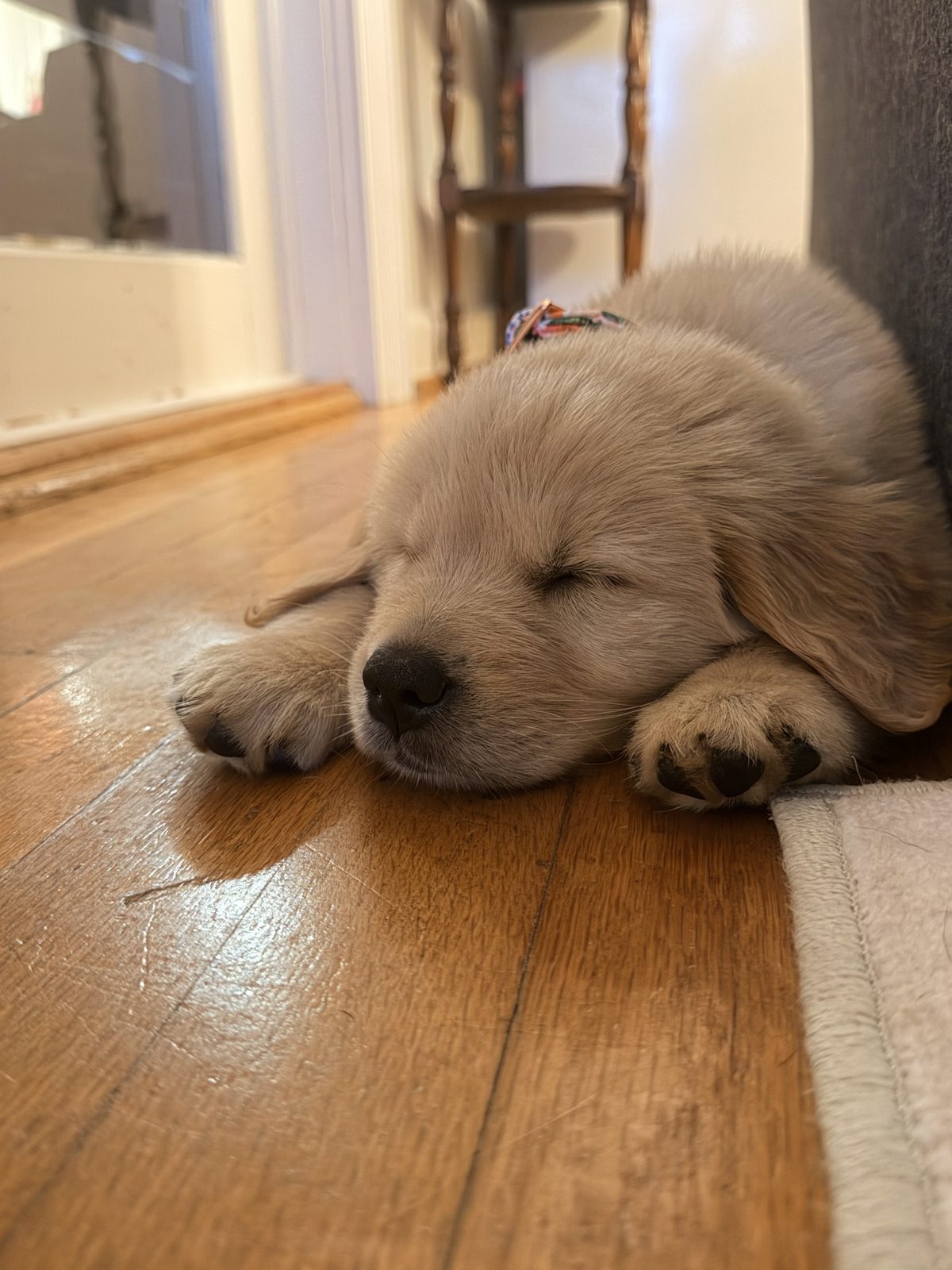 Ovary-Sparing (Hormone-Sparing) Spay vs. Traditional Spay: What Spartanburg Dog Owners Should Know
