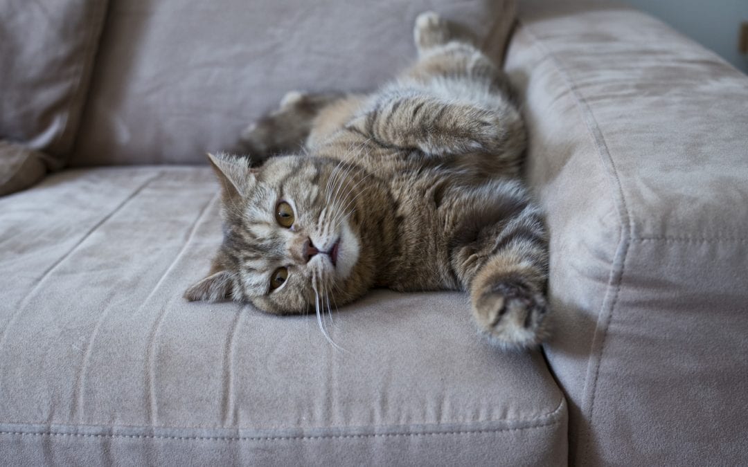 Cat Got Your Couch? Try This!