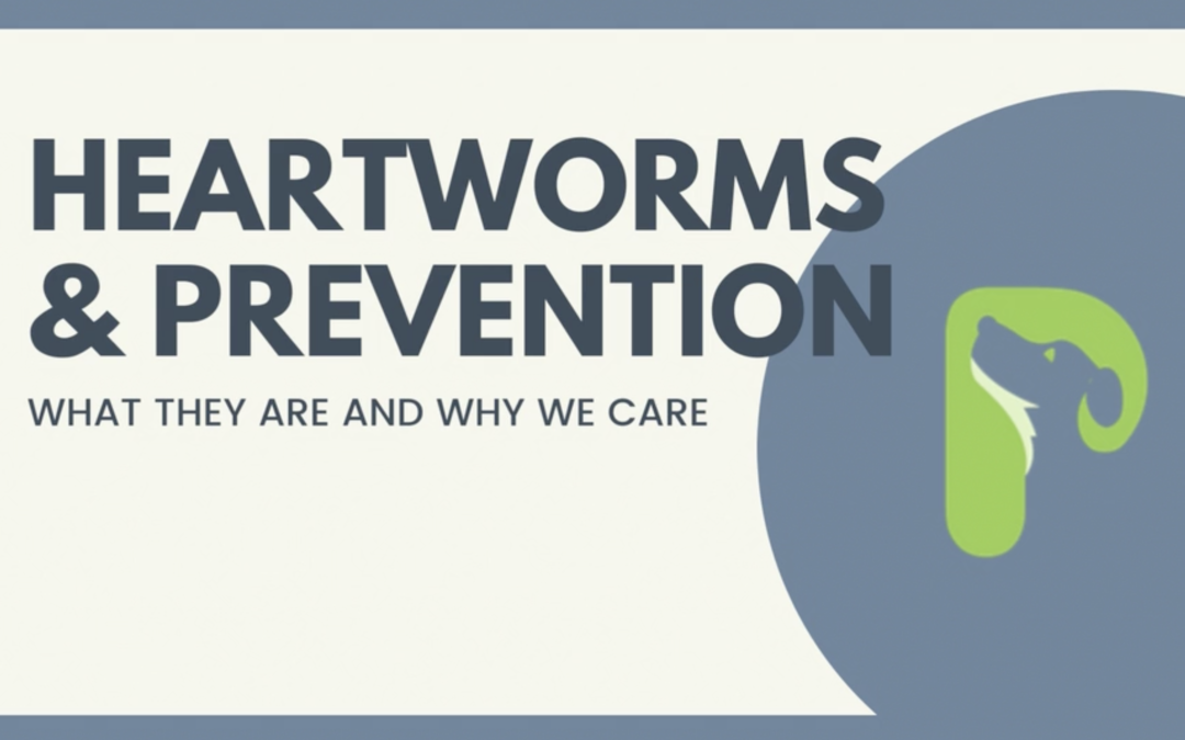 Heartworms & Prevention: What They Are & Why We Care