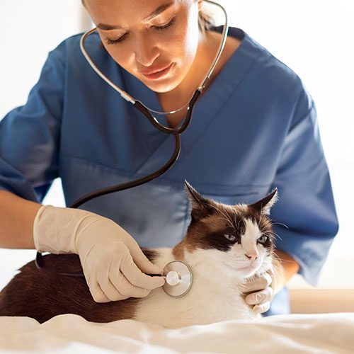 Cat Wellness Exam