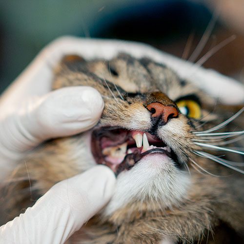 Checking On Cats Teeth