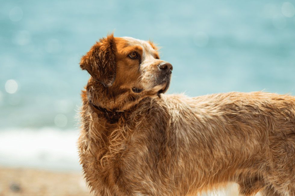 dog on the beach