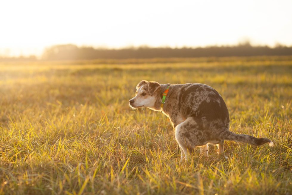 dog straining to poop