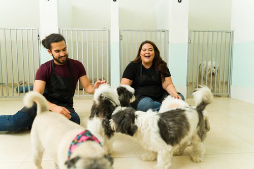 dog-daycare male-and-female-staff-members-sitting-on-the-ground-playing-with-dogs-at-daycare