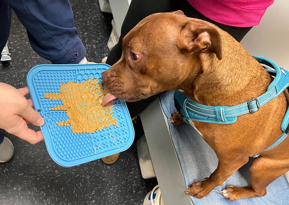 Dog Licking Peanut Butter