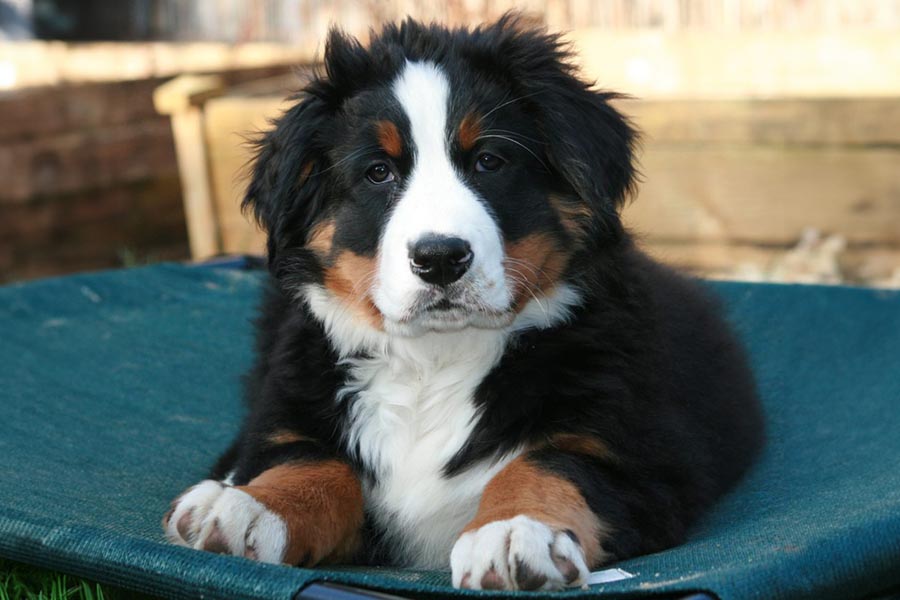 young Bernese mountain dog