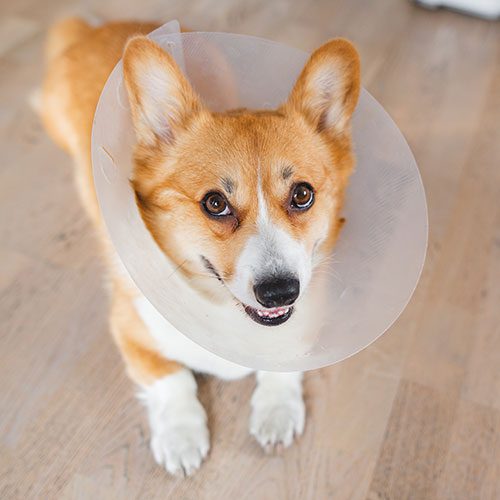 Dog Wearing A Cone After Surgery