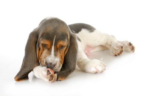 basset-hound-puppy-licking-front-paw