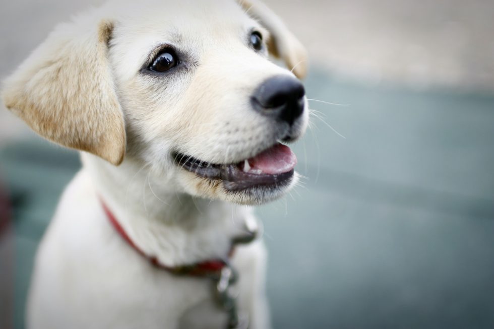 smiling pup