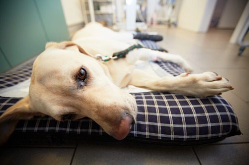sick-labrador-retriever-at-vet-clinic