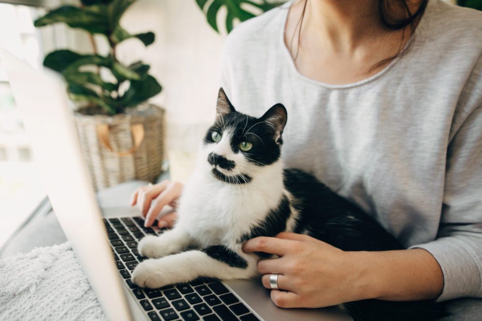 Young Woman Using Laptop And Cute Cat Sitting On Keyboard