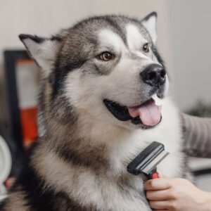 Brushing Huskys Fur