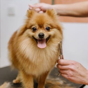 Grooming Pomeranians Fur