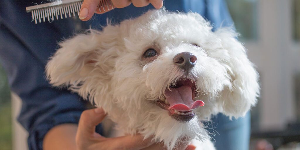 Dog and Cat Grooming in Boiling Springs, SC