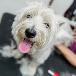 Small White Dog Getting A Trim