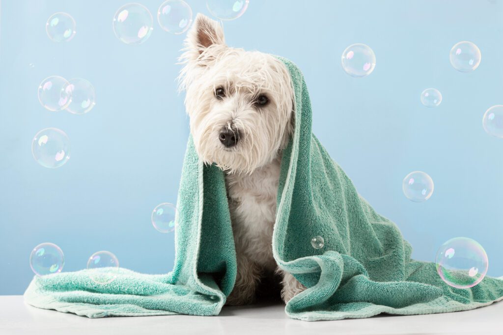 Cute West Highland White Terrier Dog After Bath. Dog Wrapped In Towel. Pet Grooming Concept. Copy Space. Place For Text Cute West Highland White Terrier Dog After Bath. Dog Wrapped In Towel. Pet Grooming Concept. Copy Space. Place For Text