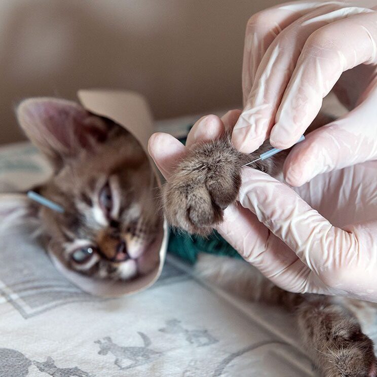 cat acupuncture