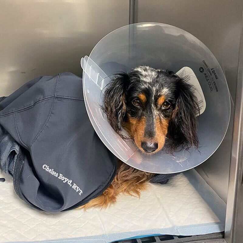 dog wearing plastic cone recovering after surgery