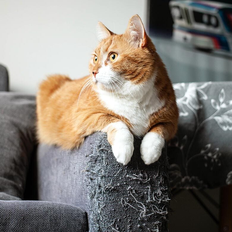 cat laying on arm of couch