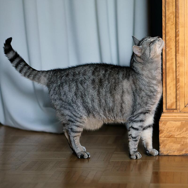 Cat Scratching Face On Furniture