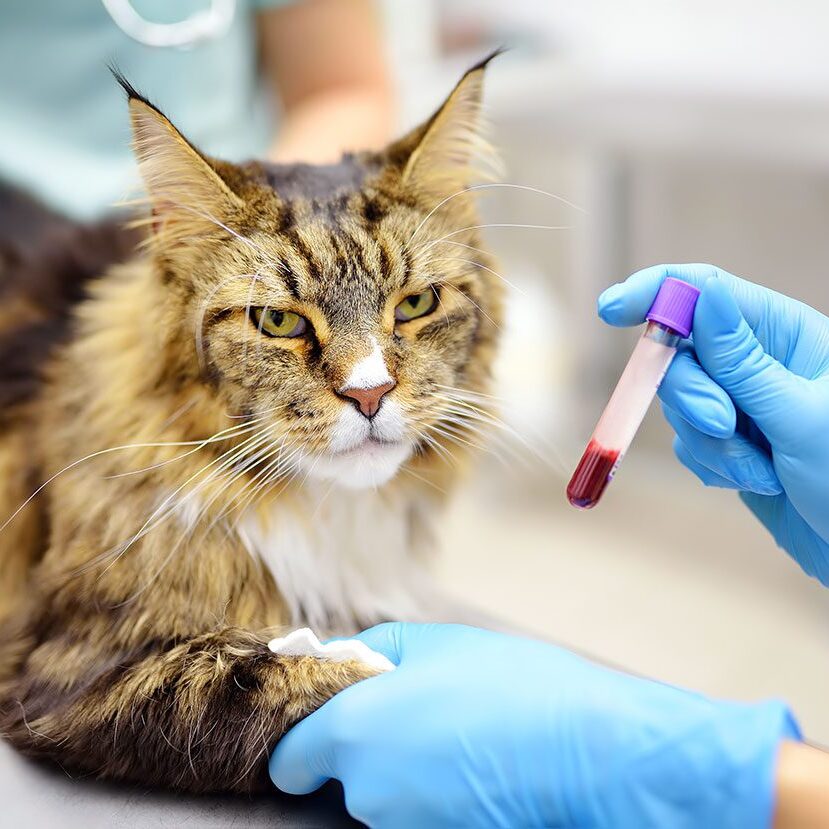 veterinarian takes a blood test for Maine Coon Cat