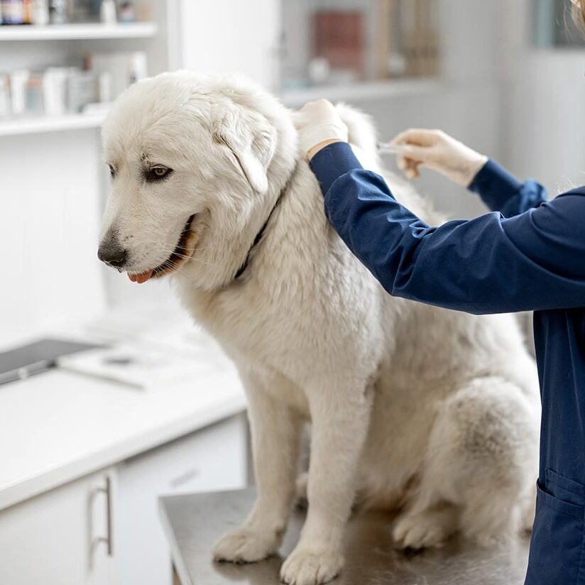 dog getting a vaccine