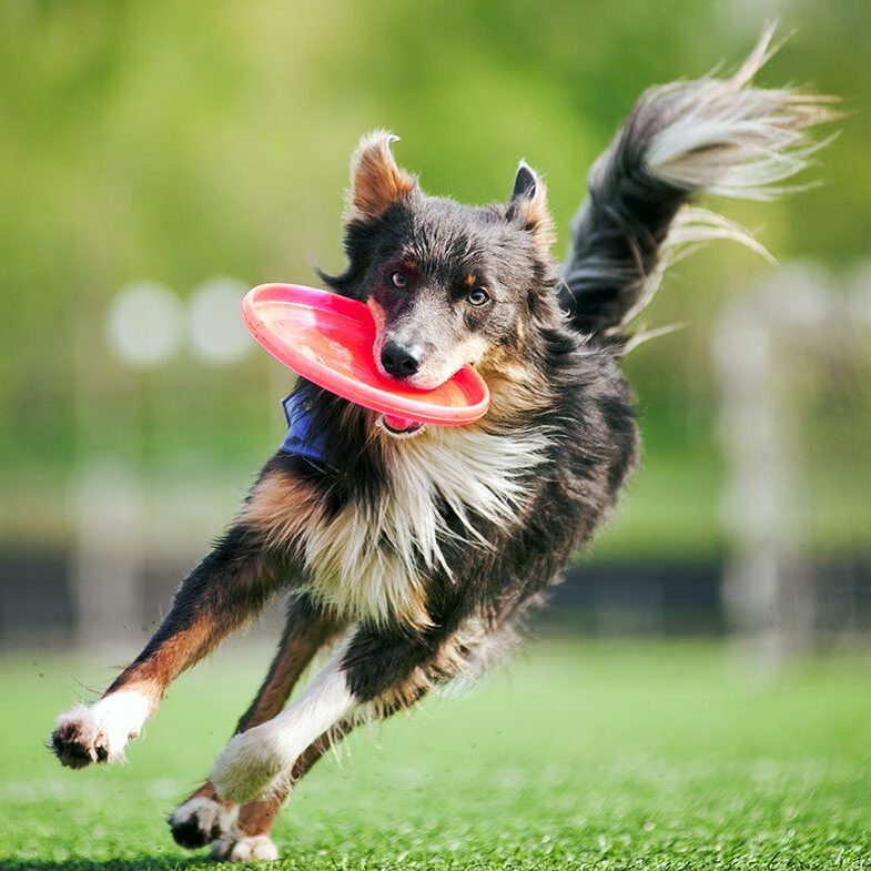 dog playing frisbee at the park