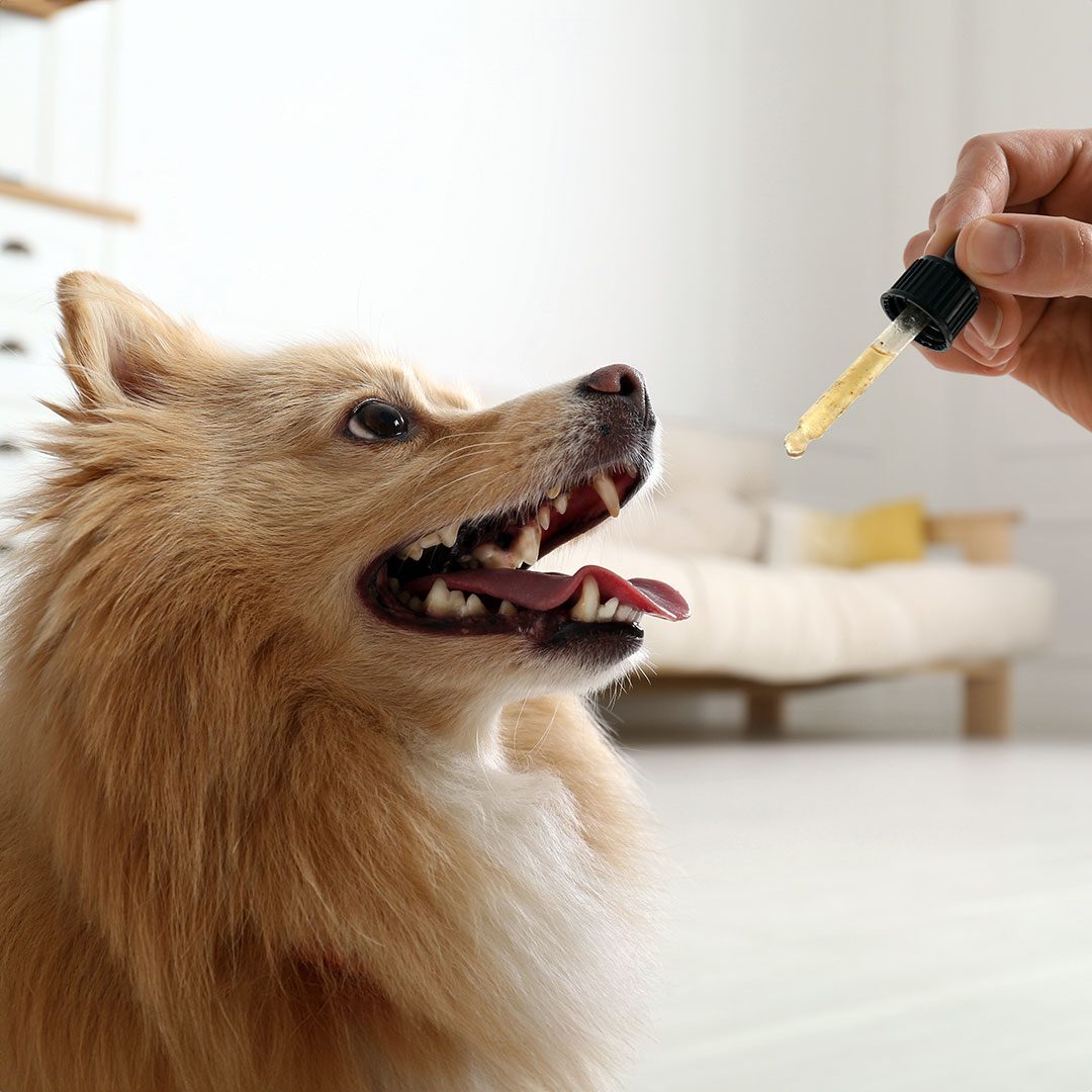 Dog Taking Herbal Medicine