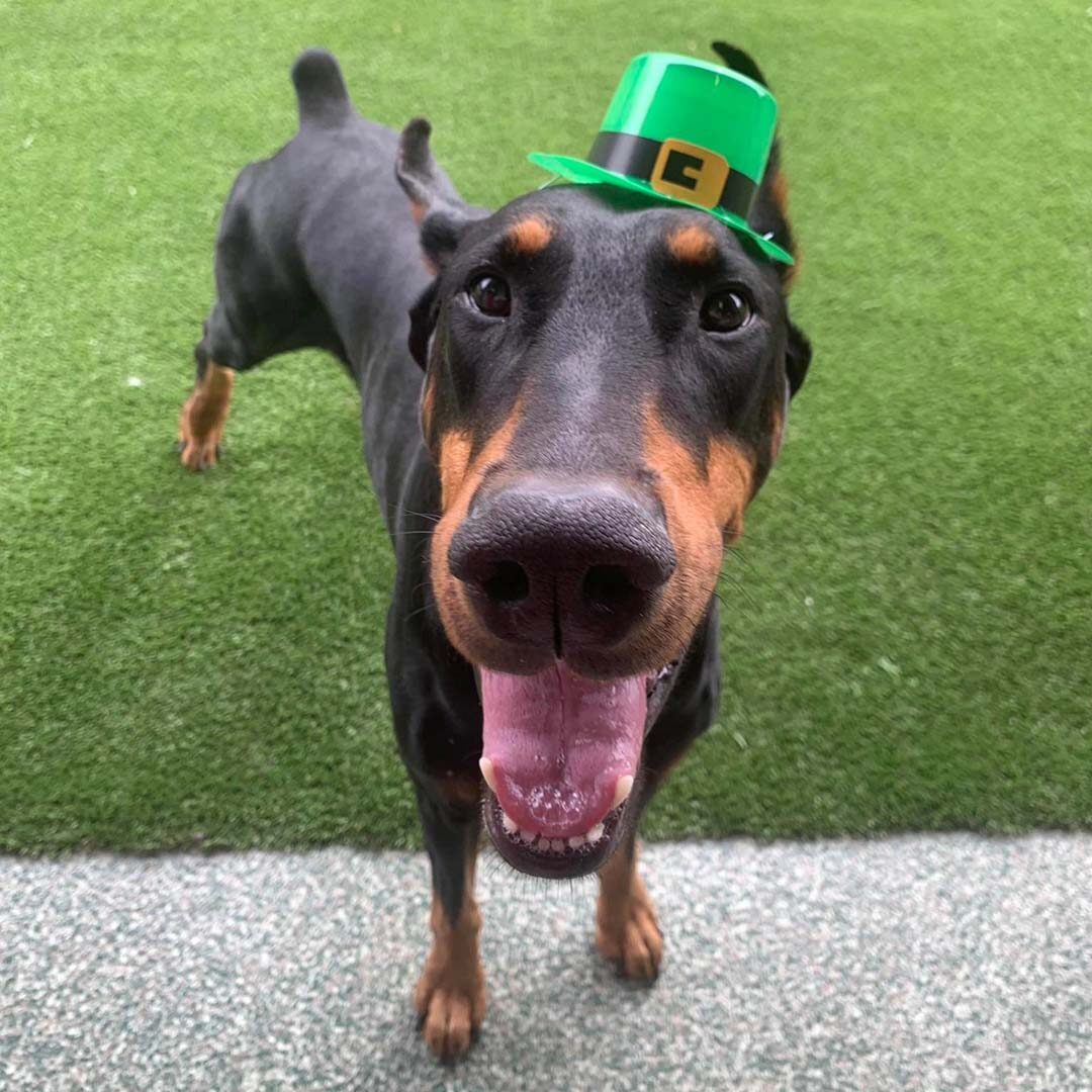 Dog Wearing A St Patrick's Day Hat