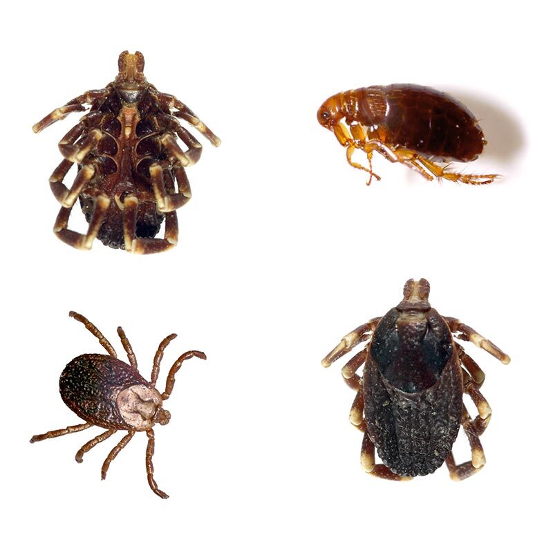 Fleas And Ticks