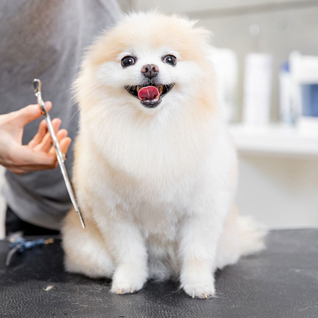 Happy Pomeranian