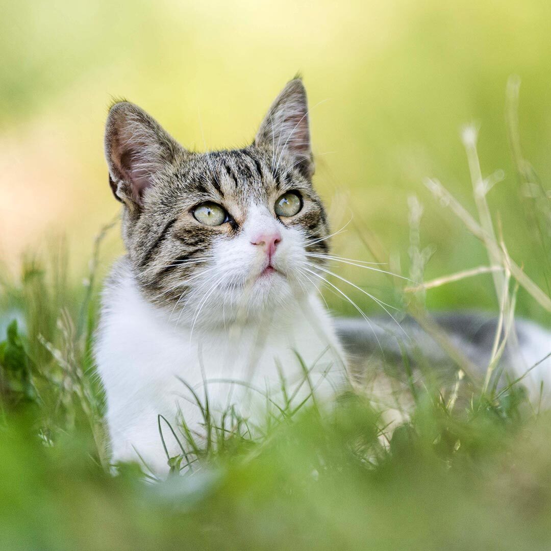 Cat outside in grass