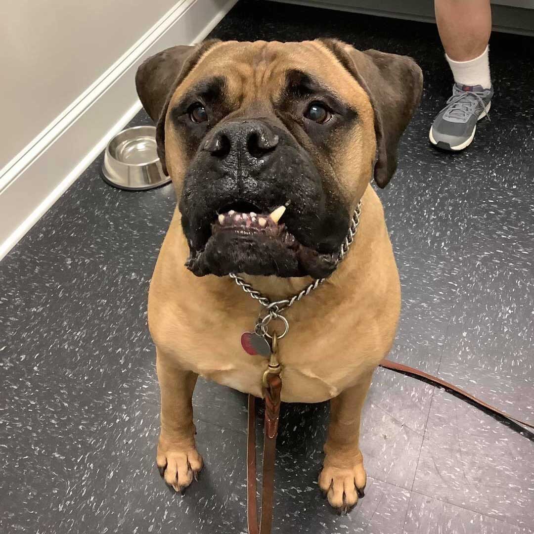 dog with empty food bowl