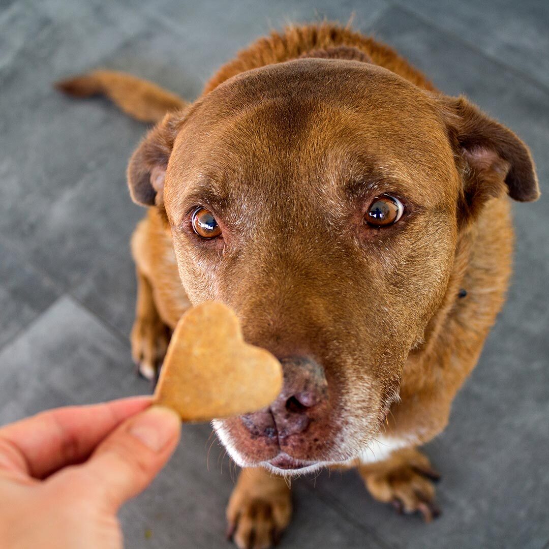 Using Positive Reinforcement by rewarding dog with treat