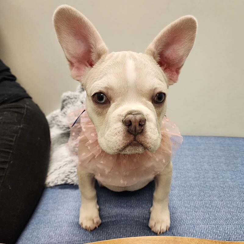 Puppy Before Spay Surgery