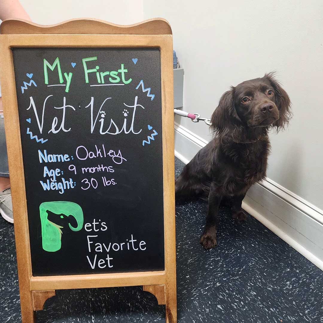 Dog with puppy's first vet visit chalkboard sign