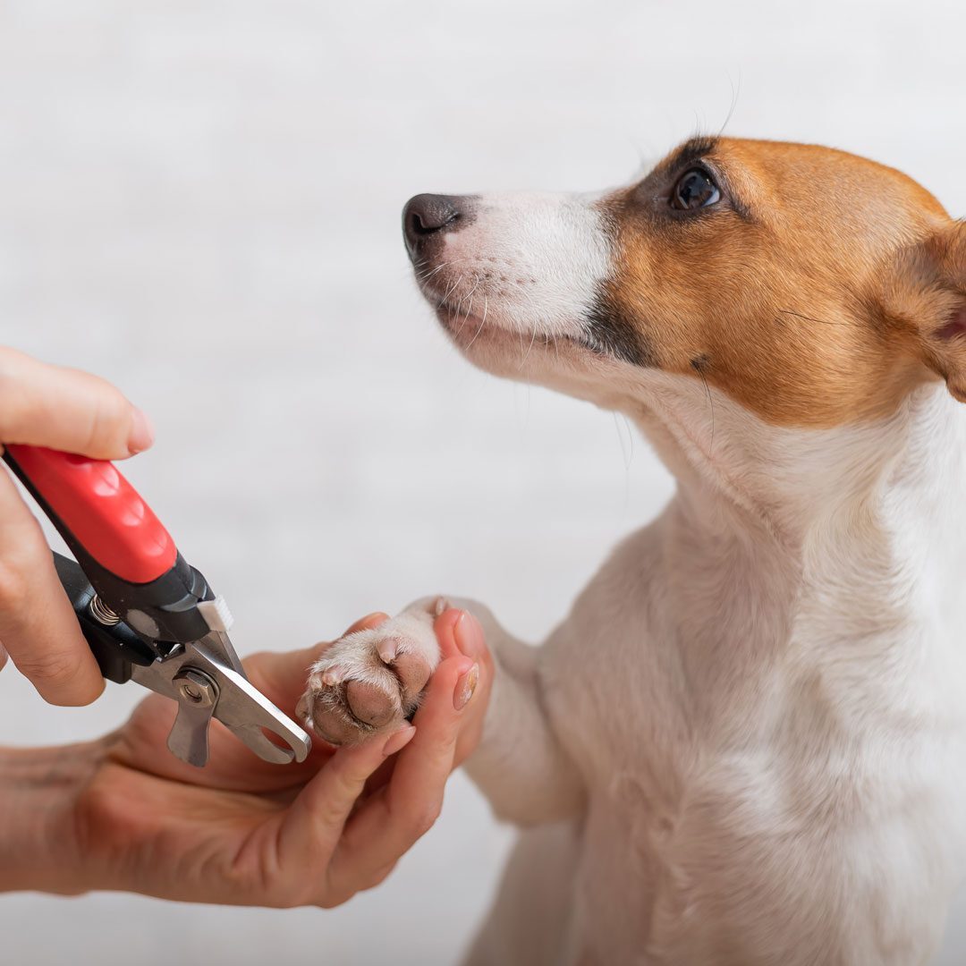 Trimming Dogs Nails